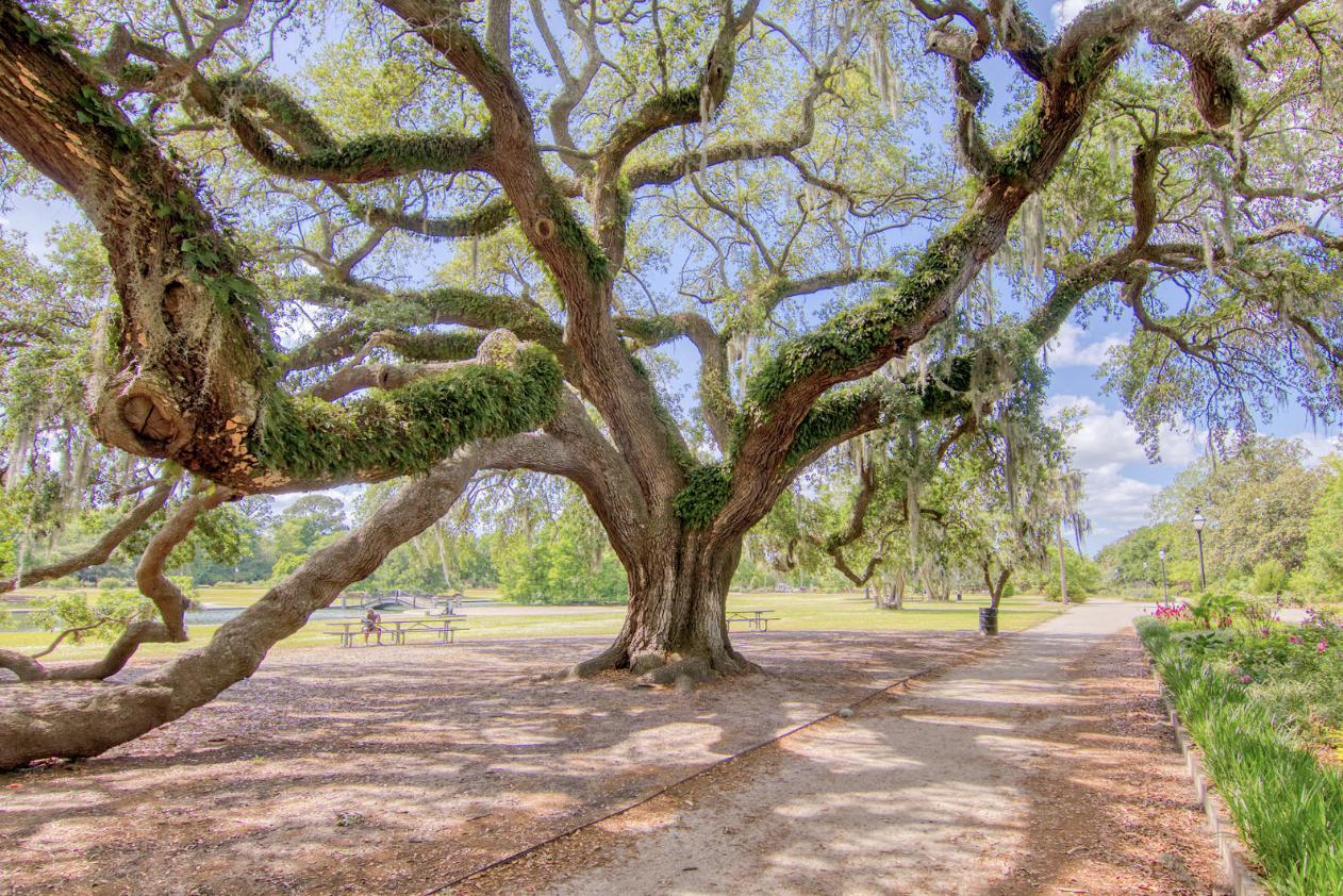 Angel Oak